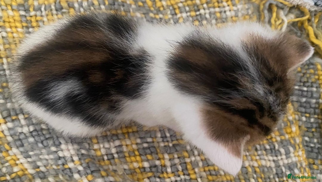 Domestic Shorthair cats for sale: Mrs Gemma Burton - Image 3