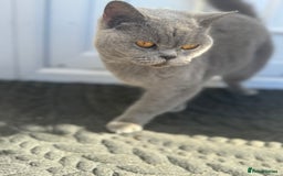 British Shorthair cats for sale: GCCF BritishShortHair 4 girlcats active registered - Image 6