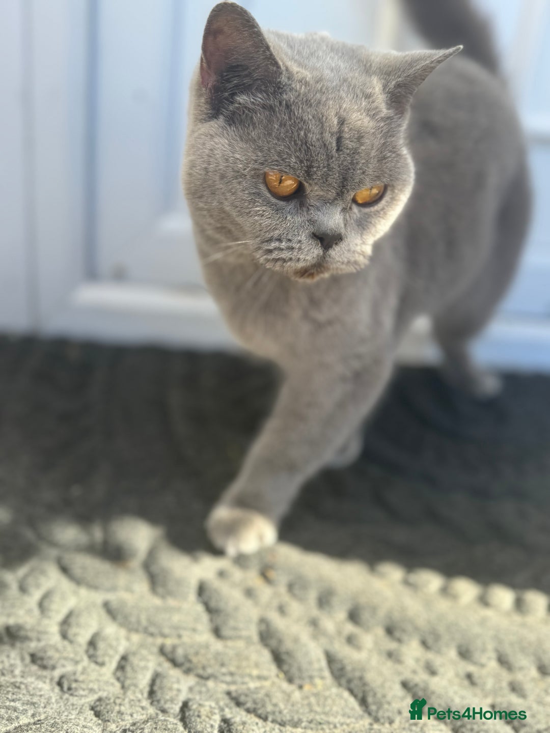 British Shorthair cats for sale: GCCF BritishShortHair 4 girlcats active registered - Image 6