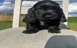 Cocker Spaniel dogs for sale: LAST 3 GIRLS ⭐️⭐️⭐️⭐️⭐️CH BLOODLINES  - Image 12