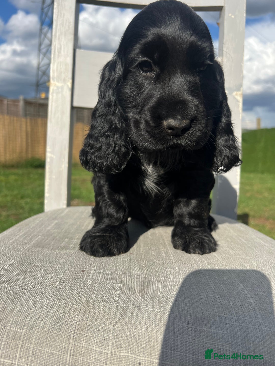 Cocker Spaniel dogs for sale: LAST 3 GIRLS ⭐️⭐️⭐️⭐️⭐️CH BLOODLINES  - Image 12