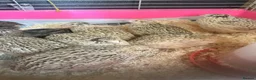 Quail poultry for sale: Coturnix, CPQ and bobwhite quails - Advert 5