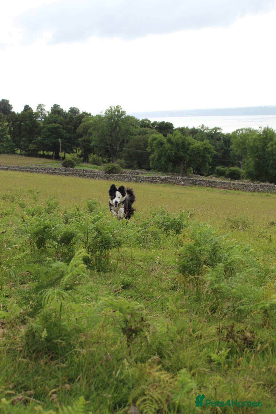 Border Collie dogs for sale: Failed sheepdog - Juno - Advert 5