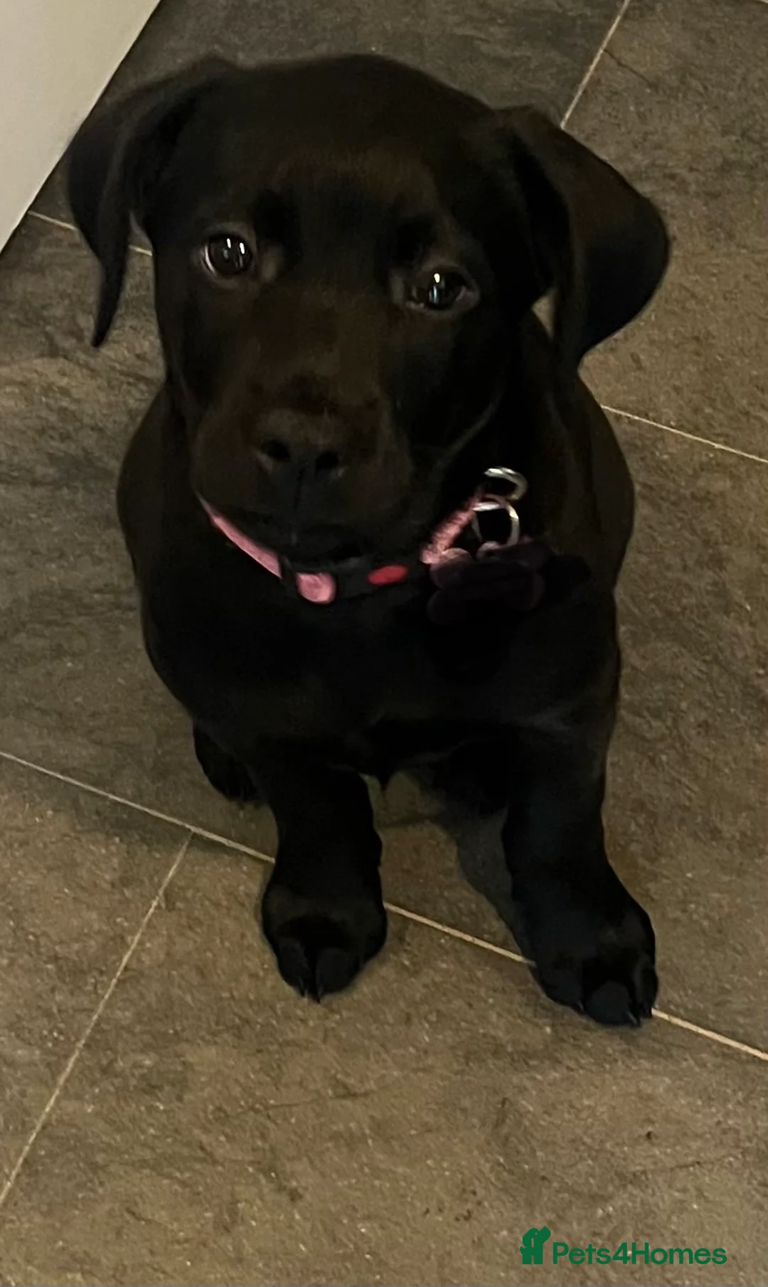 Labrador Retriever dogs for sale: Beautiful lab female  - Advert 19