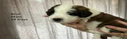 Saint Bernard dogs for sale: Pedigree St Bernard Pups in Blackwood - Advert 5