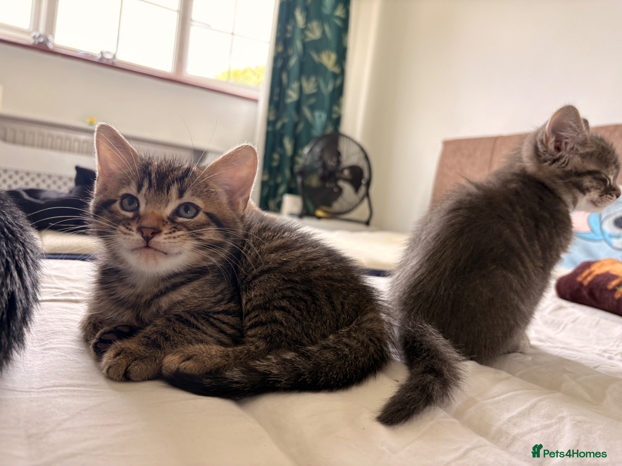 Domestic Shorthair cats Adorable Male kittens - Advert 12