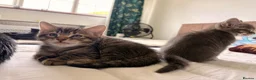 Domestic Shorthair cats for sale: Adorable Male kittens - Advert 6