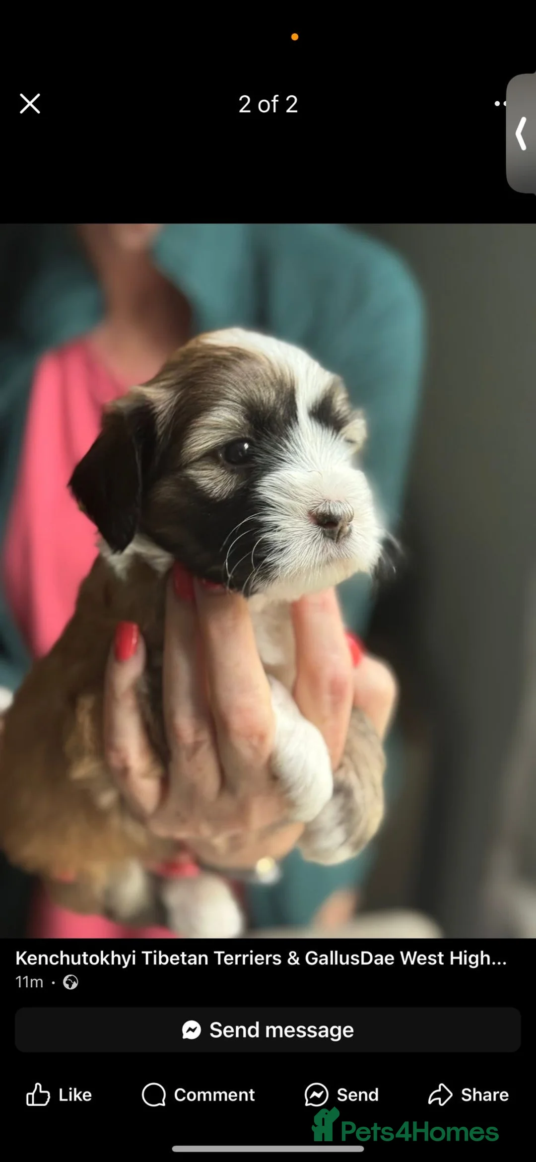 Tibetan Terrier dogs for stud: Tibetan Terrier for Stud Duties - Advert 19