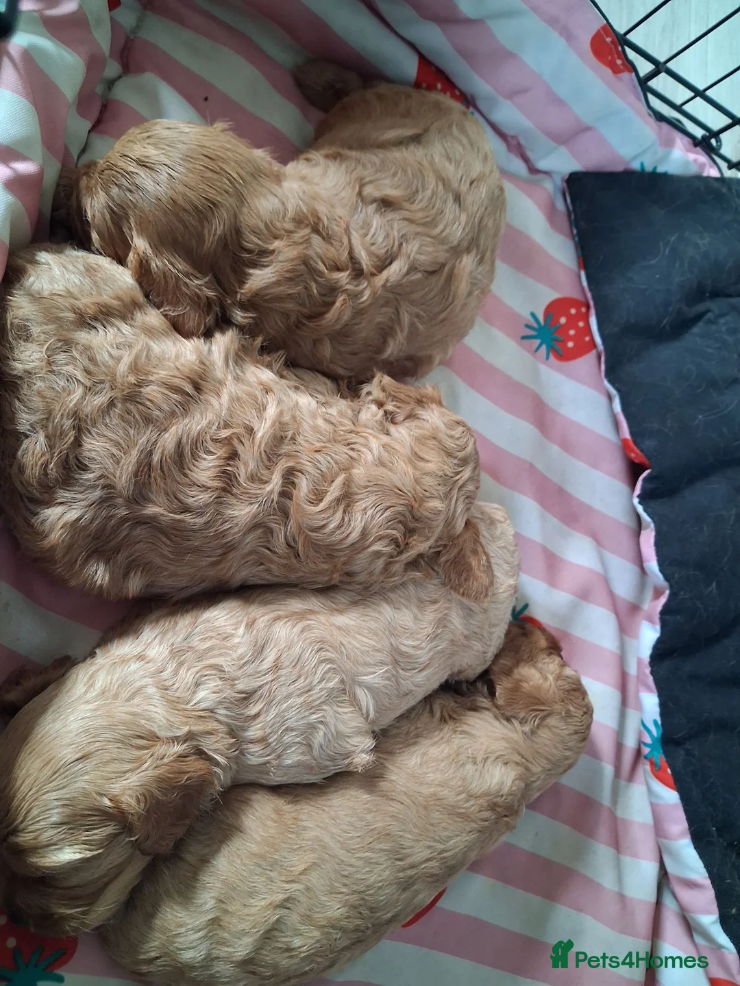 Cavapoo dogs for sale: X6 cavapoo puppies - Advert 2