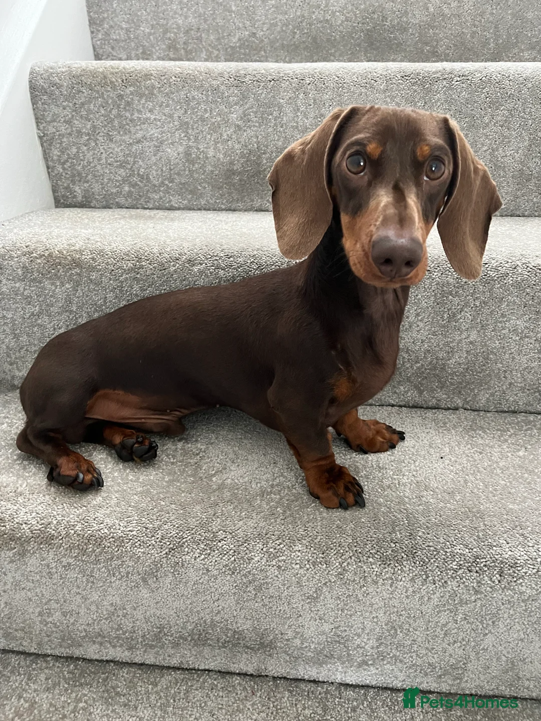 Miniature Dachshund dogs for stud: FOR STUD PROVEN KCreg Choc & tan mini Dachshund in Sunderland - Advert 11