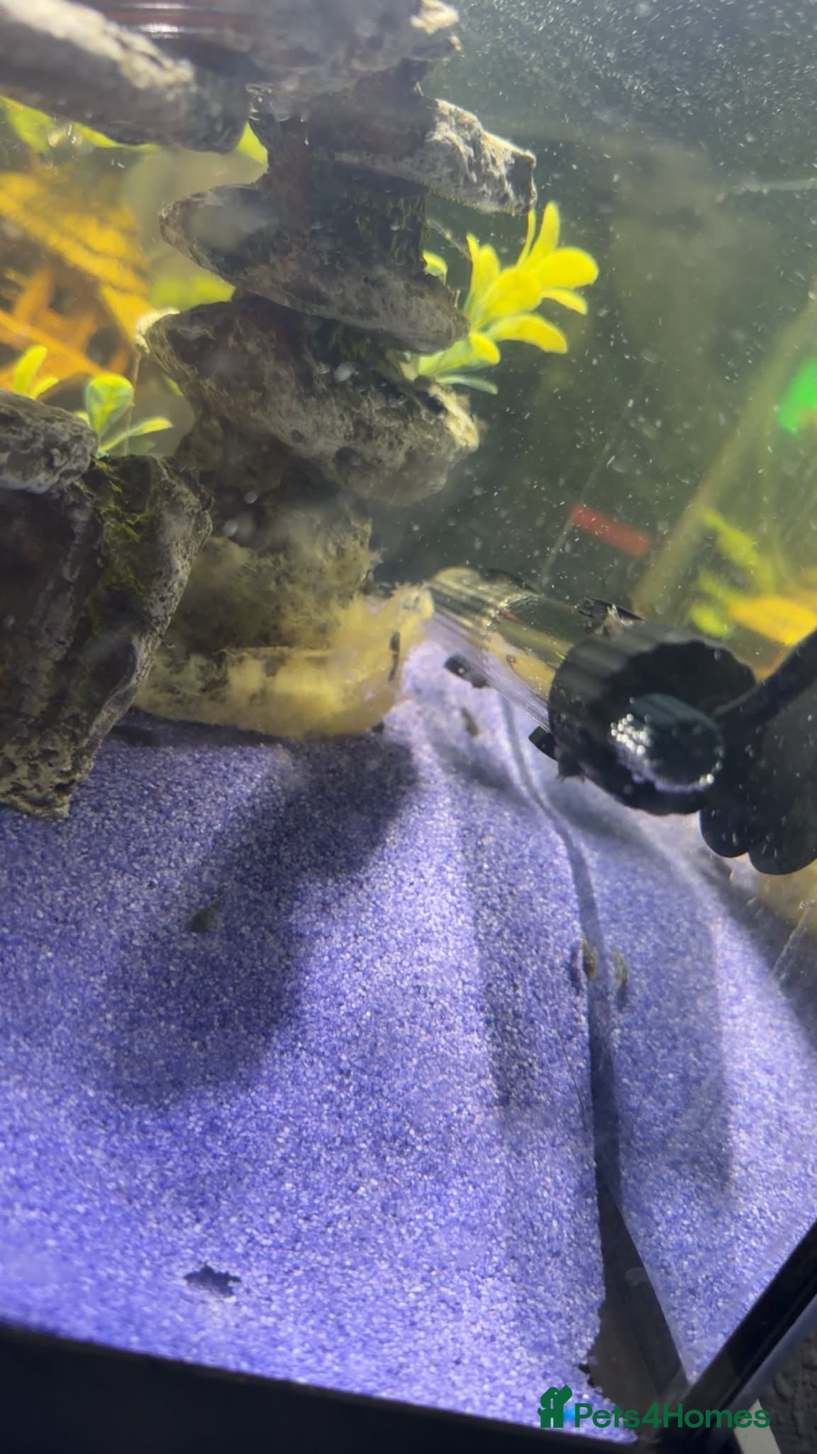 Plecos fish bristlenose plecos - Advert 4