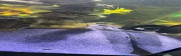 Plecos fish for sale: bristlenose plecos in Rochdale - Advert 1