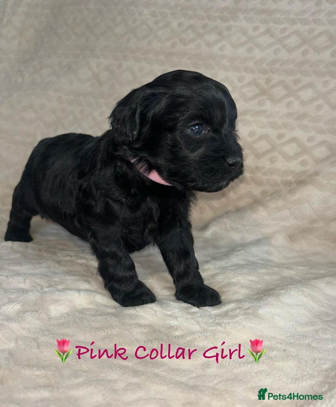 Cavapoo dogs for sale: Beautiful F1 Cavapoo Puppies  - Image 31