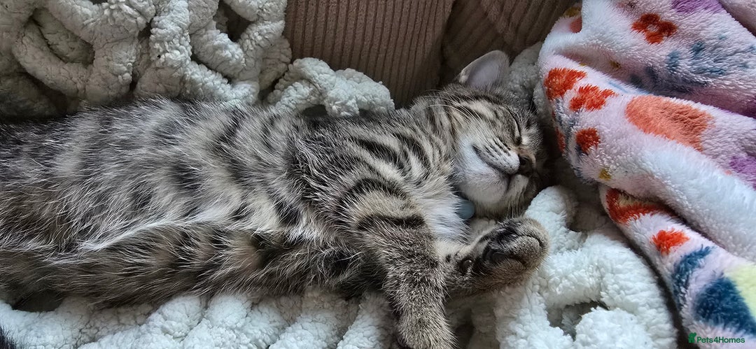 British Shorthair cats for sale: Two female shorthair kittens - must go together - Image 6