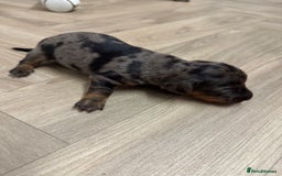 Dachshund dogs for sale: Dachshunds puppies  - Image 15