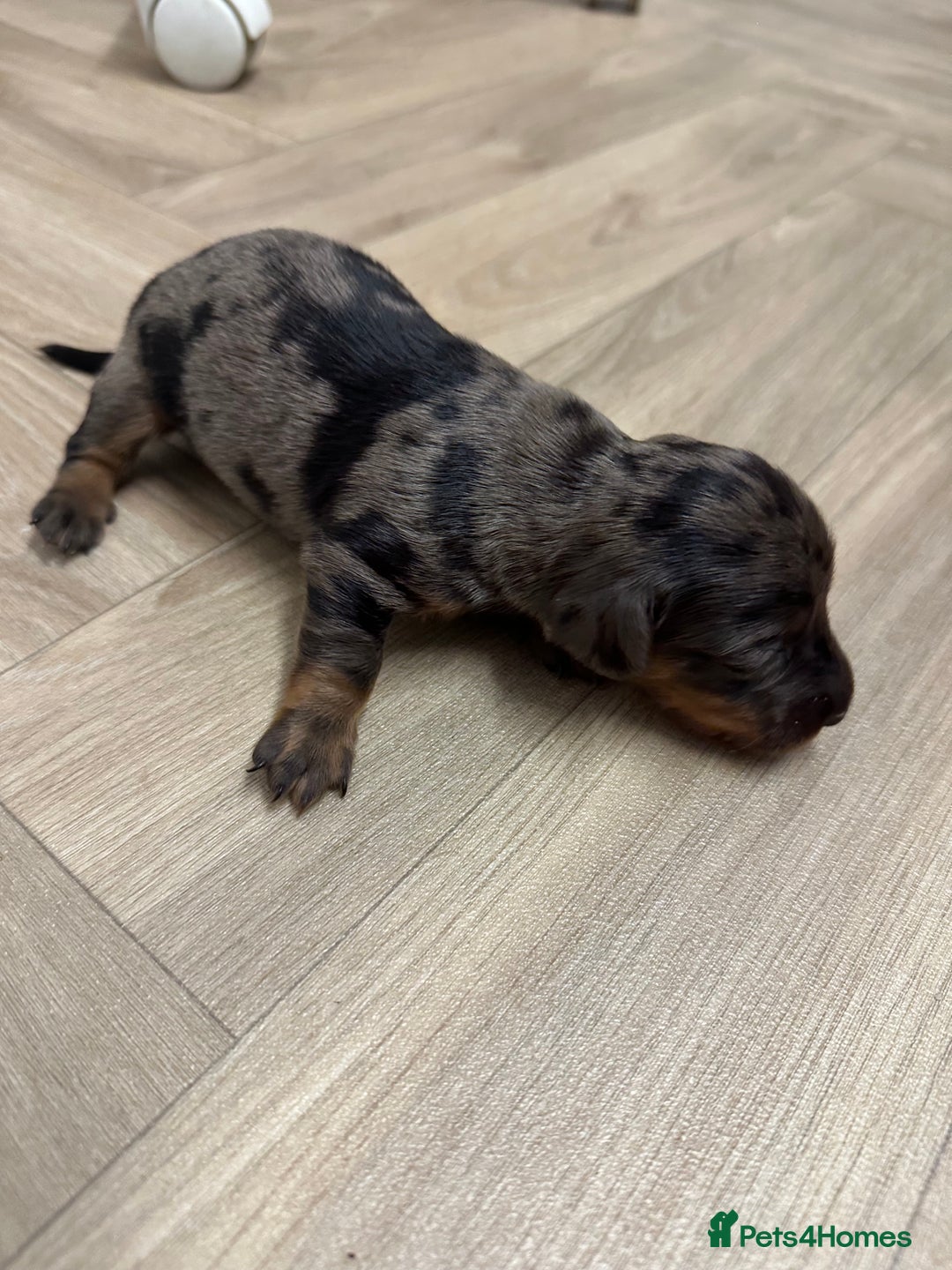 Dachshund dogs for sale: Dachshunds puppies  - Image 15
