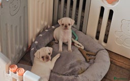 Pug dogs for sale: Last Boy reduced 😍 Lilac & Tan wrapped in Cream - Image 16