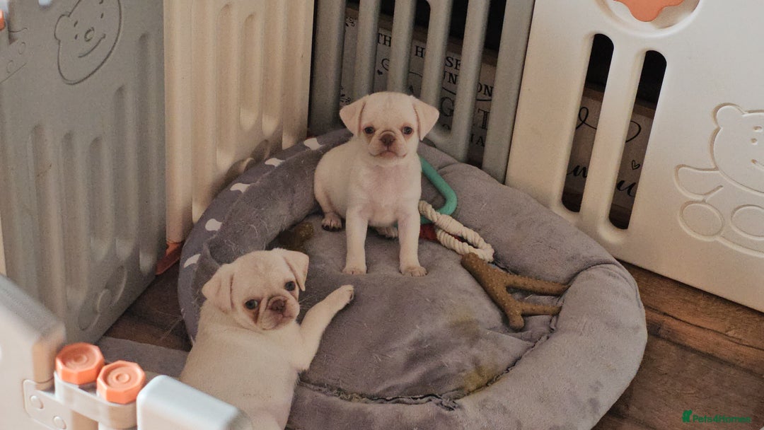 Pug dogs for sale: Last Boy reduced 😍 Lilac & Tan wrapped in Cream - Image 16