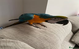 Macaws birds for sale: 6yr old Blue/Gold Wing Macaw  - Image 14