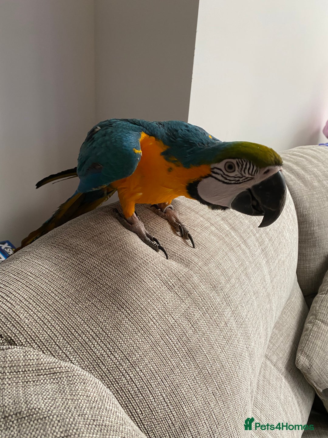 Macaws birds for sale: 6yr old Blue/Gold Wing Macaw  - Image 14