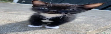 Tuxedo