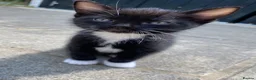 Mixed Breed cats for sale: 6 Kittens Ready for sale in Harrow - Advert 7