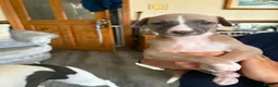 Whippet dogs for sale: Whippet puppies for sale in Grimsby - Advert 10