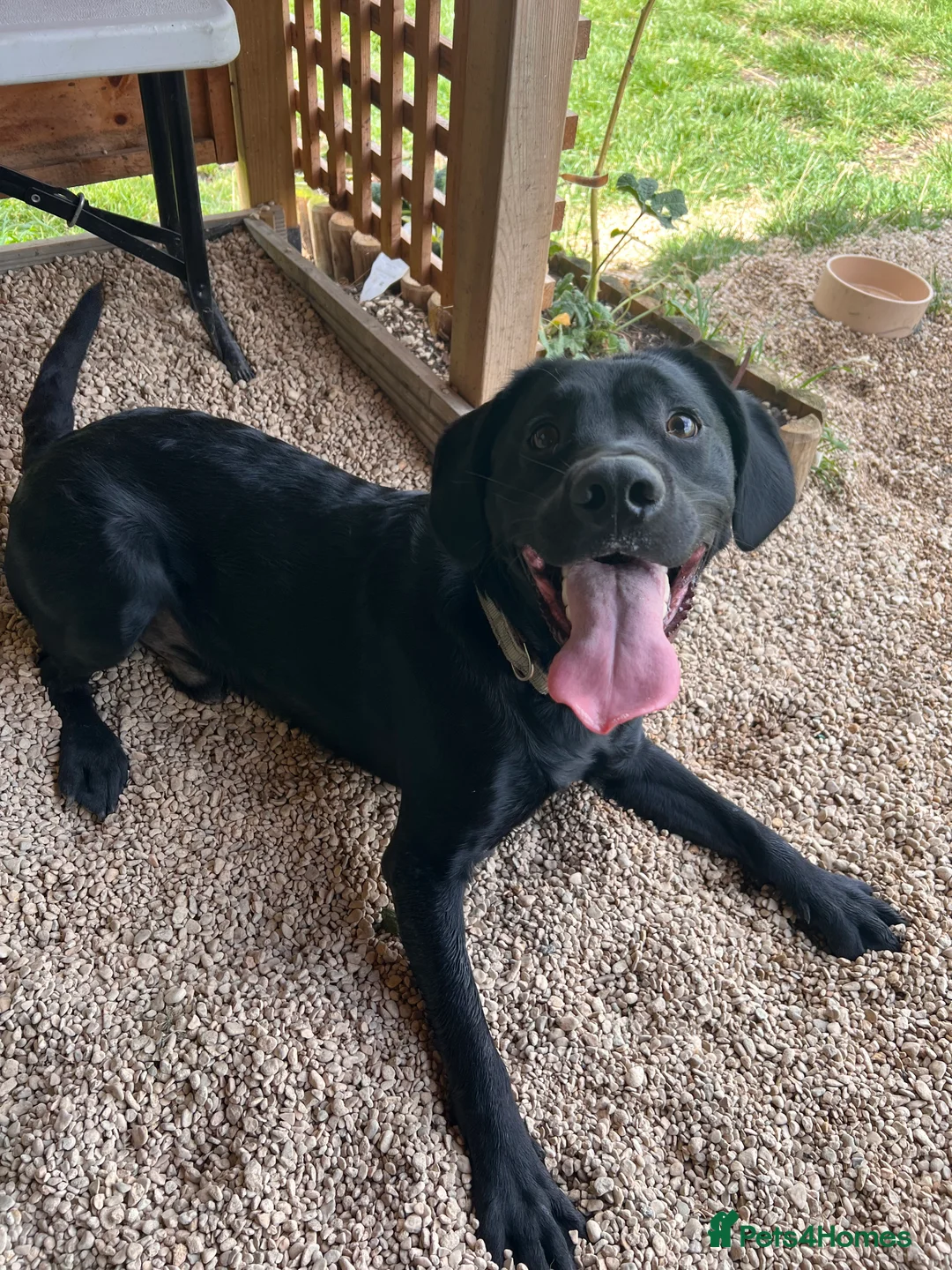 Springador dogs for sale: Springador looking for a new home  - Advert 3