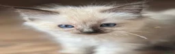 Ragdoll cats for sale: Ragdoll GCCF registered kittens - 9 weeks old - Advert 20