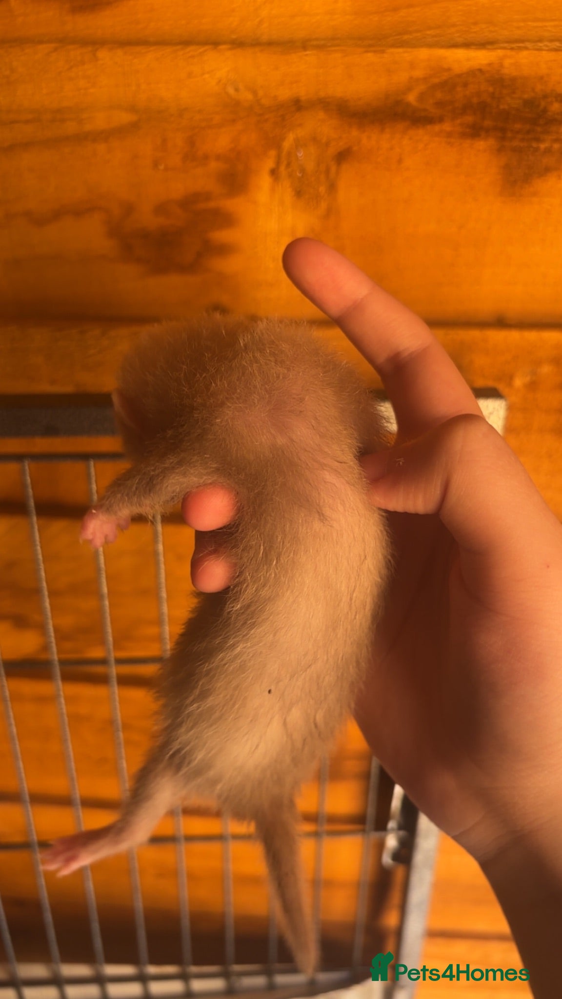 Ferret rodents 2 kits ready from July 26 - Advert 2