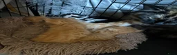 Mixed Breed cats for sale: 4 boys 1 girl - Advert 9