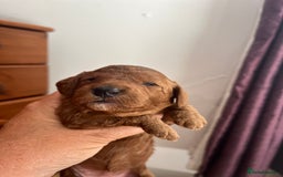 Cockapoo dogs for sale: Gorgeous F1b fox red cockapoo puppies  - Image 14