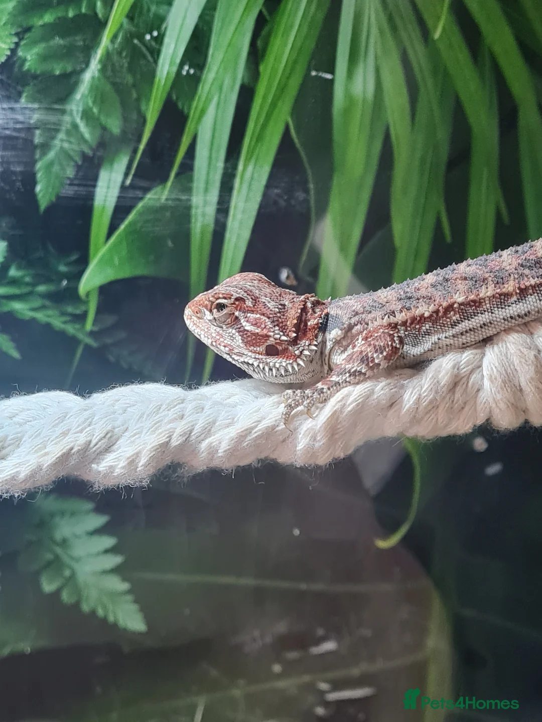 Bearded Dragon reptiles for sale: Bearded dragons for sale  - Advert 6