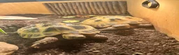Tortoise reptiles for sale: 2 horse field tortoises looking for forever home  in Grantham - Advert 4