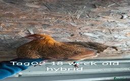 Chickens poultry for sale: Hybrid/ cross breed hens for sale - Image 3