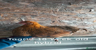 Chickens poultry - Advert 11