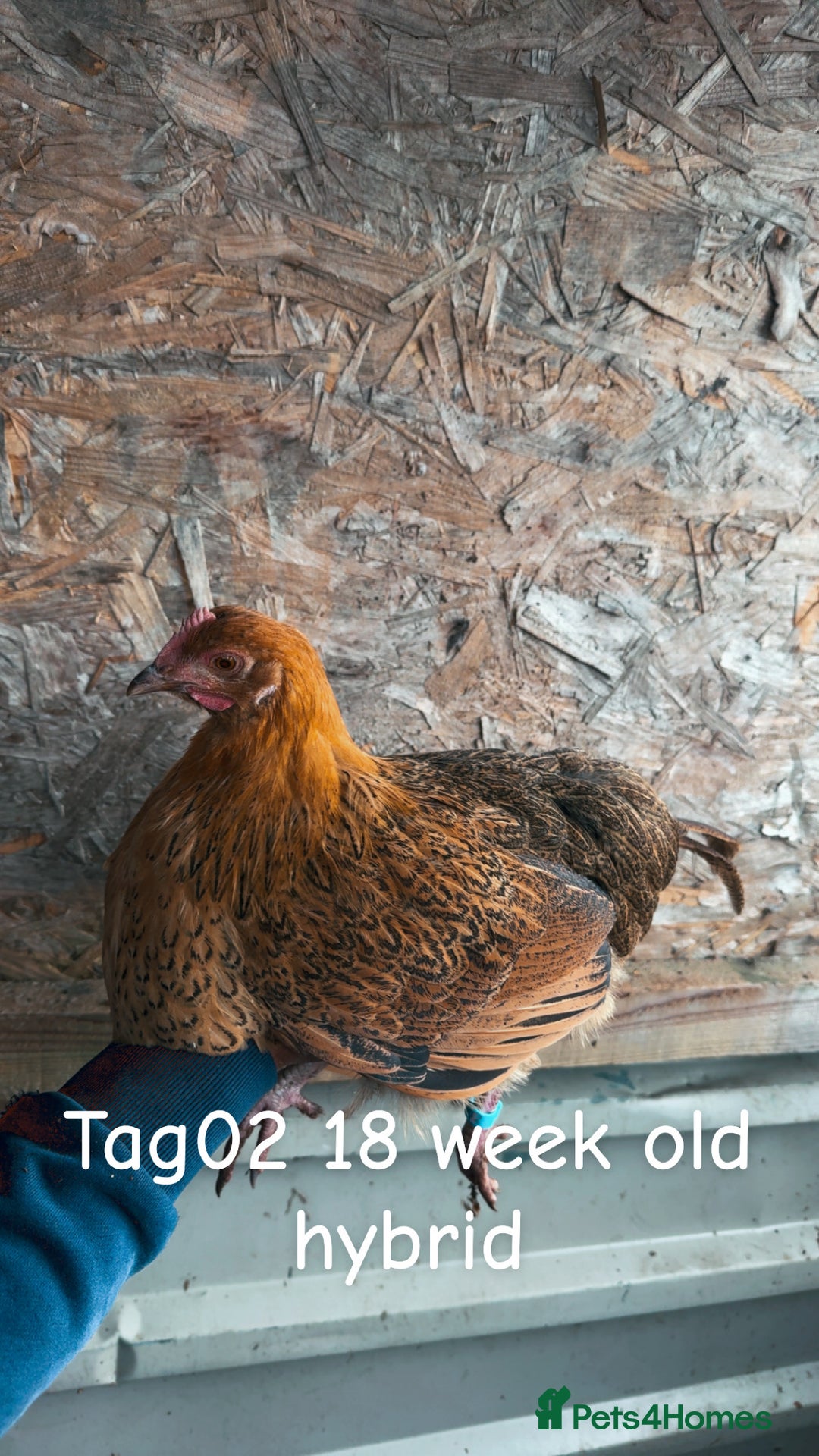Chickens poultry for sale: Hybrid/ cross breed hens for sale - Image 3