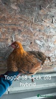 Chickens poultry - Advert 5