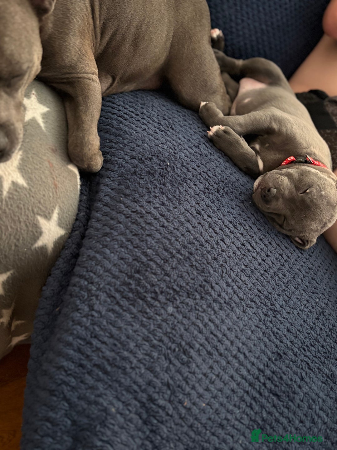 Staffordshire Bull Terrier dogs for sale: REDUCED * Kc registered Staffordshire blue terrier - Image 33