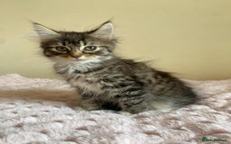 Maine Coon cats for sale: Maine Coon Cross Female Kitten  - Image 9
