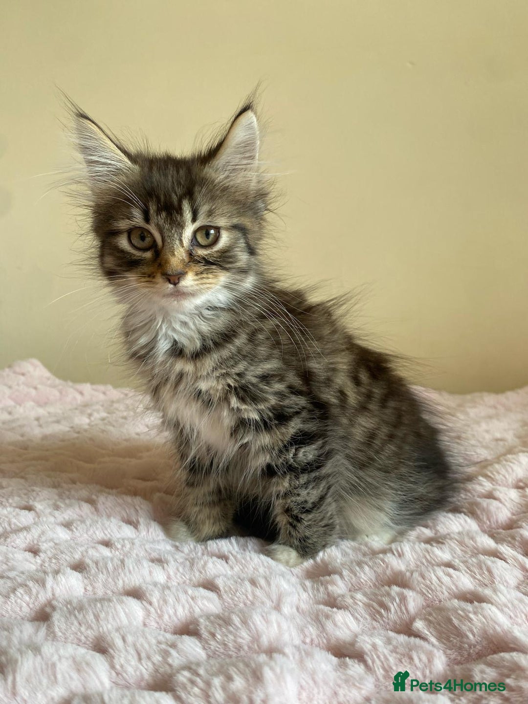Maine Coon cats for sale: Maine Coon Cross Female Kitten  - Image 9