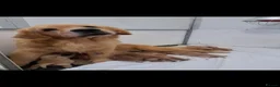 Golden Retriever dogs for sale: Outstanding American Golden Retrievers - Advert 2