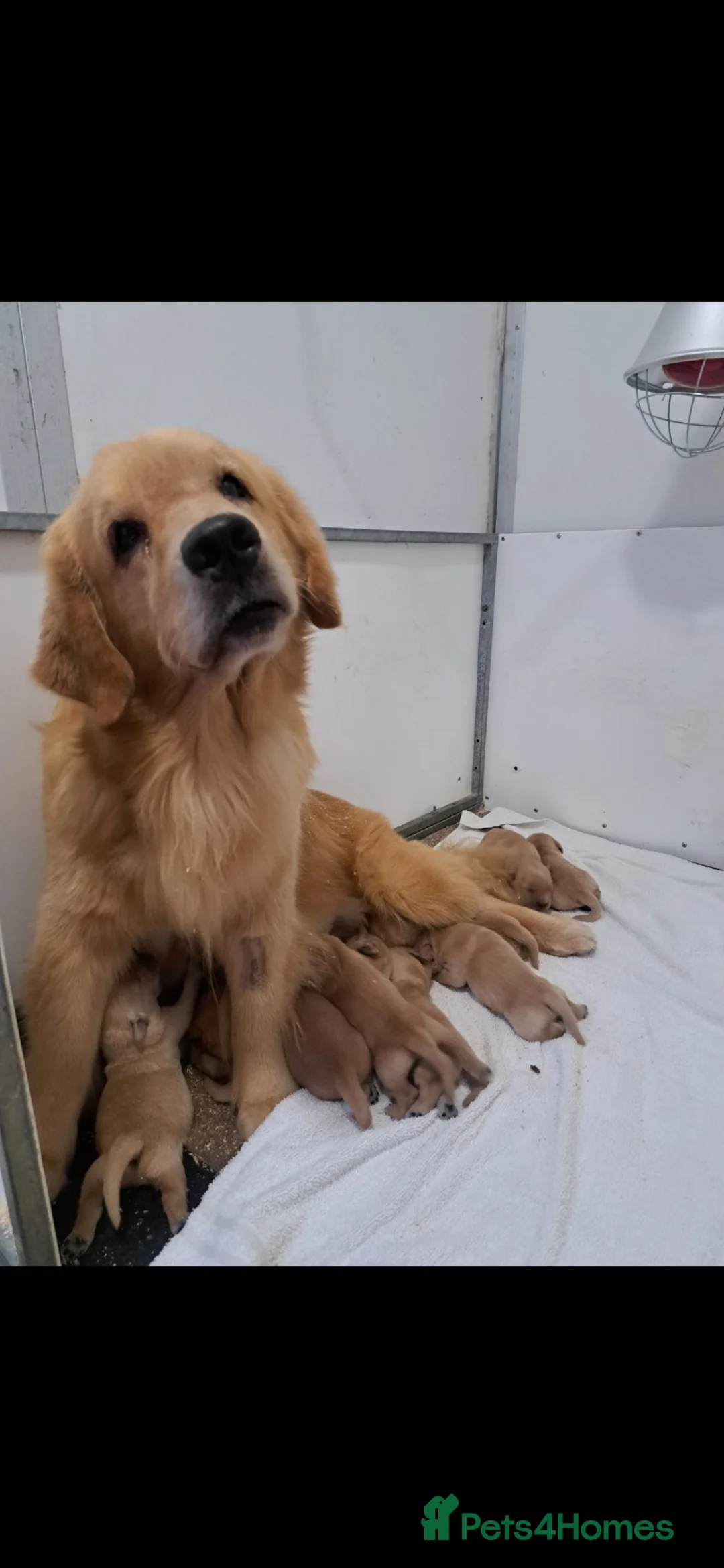 Golden Retriever dogs for sale: Outstanding American Golden Retrievers - Advert 2