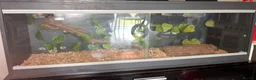 Corn Snake reptiles for sale: Reptile Vivarium in London - Advert 4