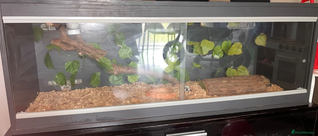 Corn Snake reptiles for sale: Reptile Vivarium in London - Advert 4