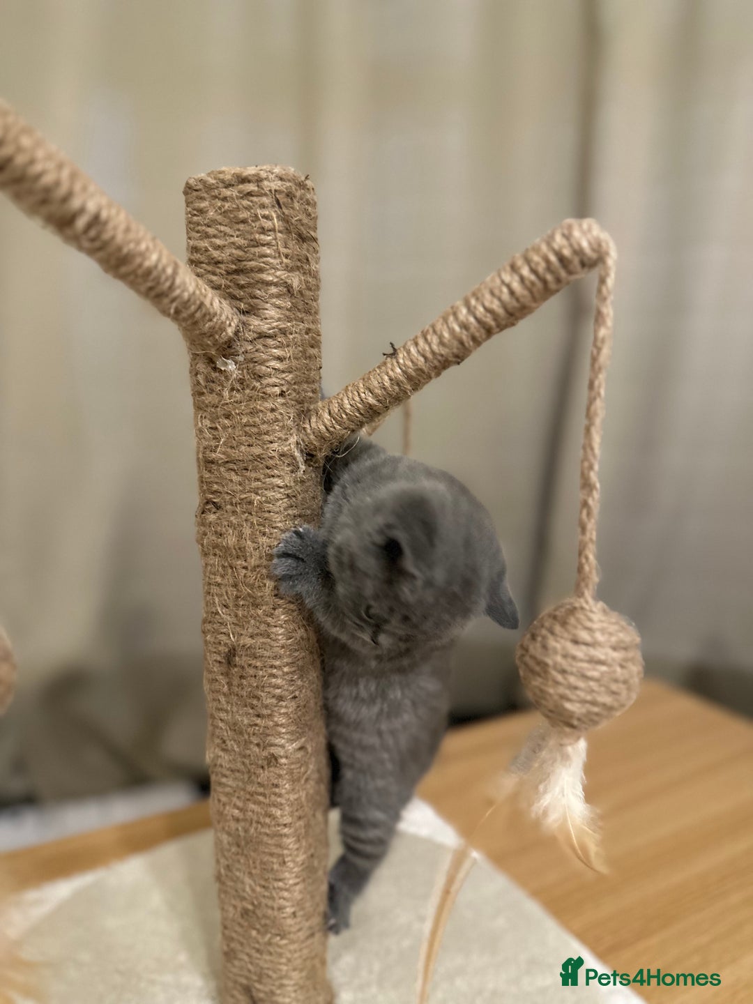British Shorthair cats for sale: British Shorthair kittens Lilac/Blue 3 Girls 1 Boy - Image 8