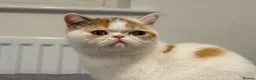 Exotic cats for sale: Gorgeous GCCF reg. kittens from Champions parents  - Advert 31