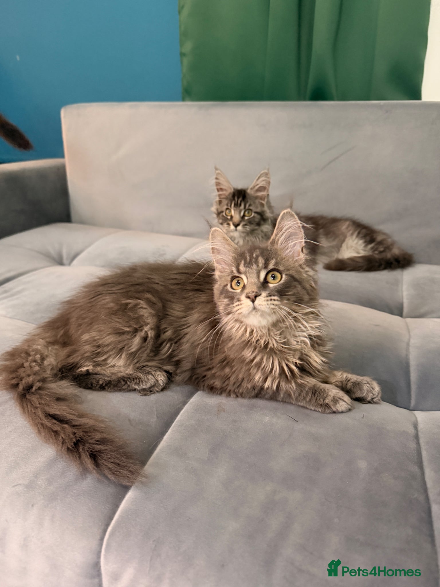 Maine Coon cats for sale: Beautiful kittens pure Maincoon  - Advert 10
