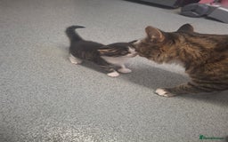 Domestic Shorthair cats for sale: Two beautiful looking male kittens  - Image 8