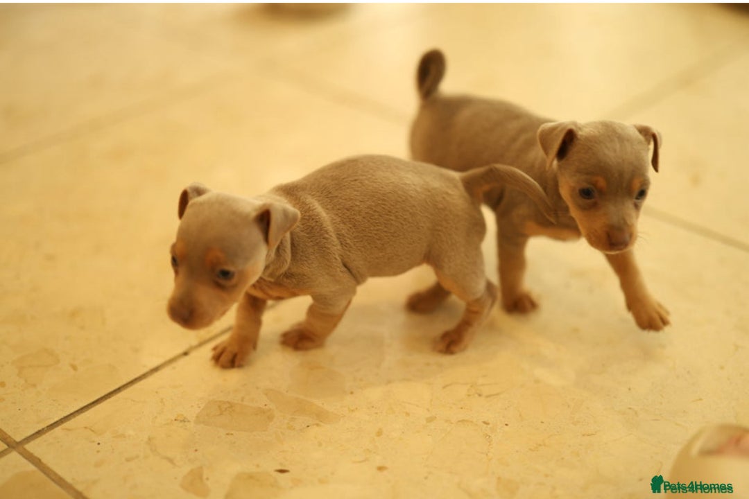 Jack Russell dogs for sale: Beautiful Jack Russell Puppy for sale - Advert 3